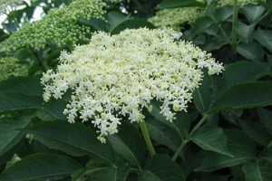 Elderberry Blossom Tea