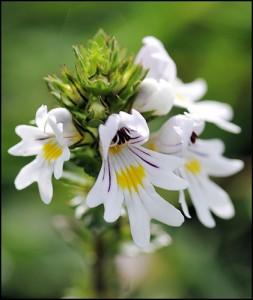 Eyebright for pink eye