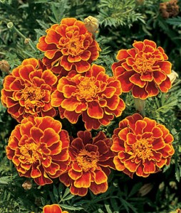 Marigold for pink eyes